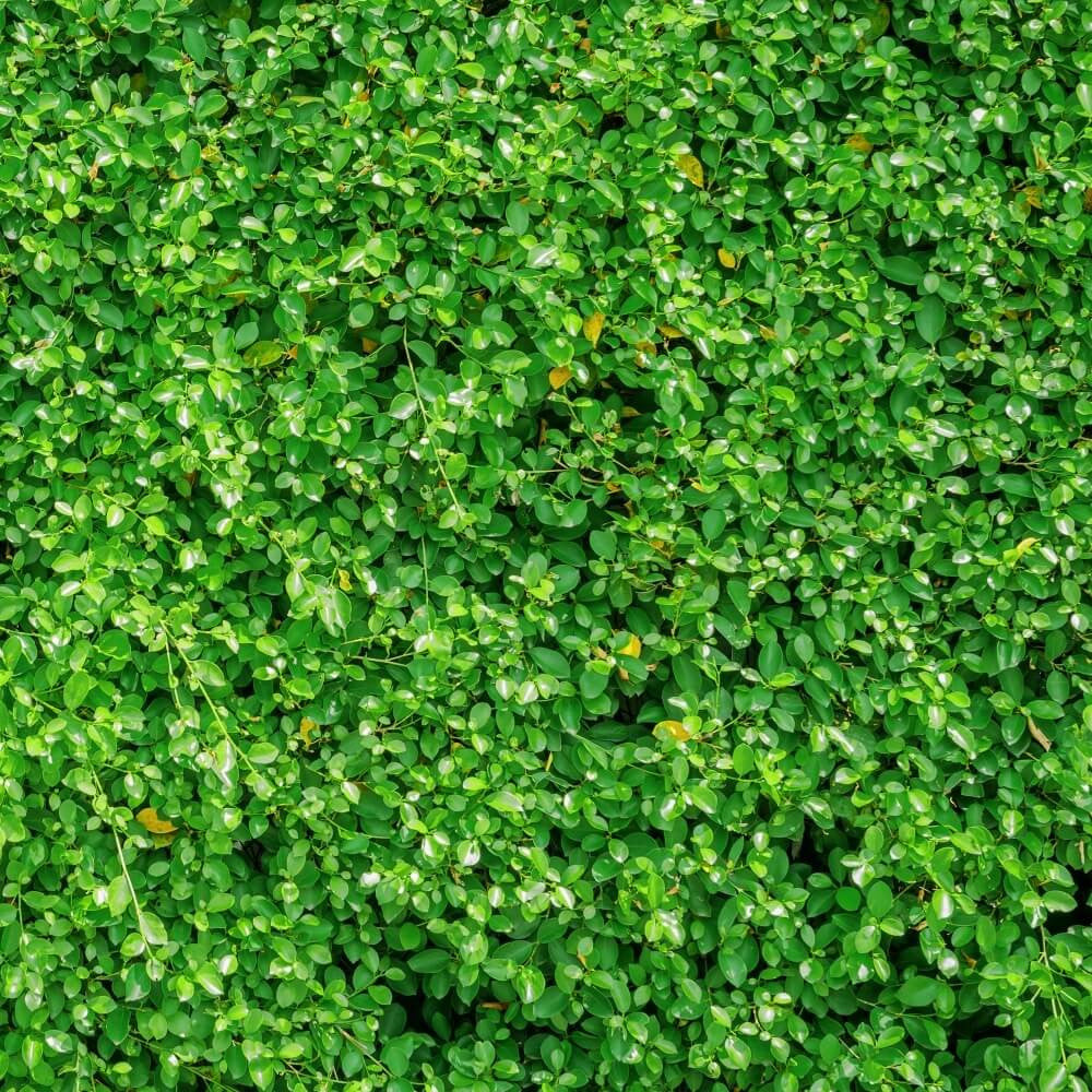 Leafy Green Shower Screener™